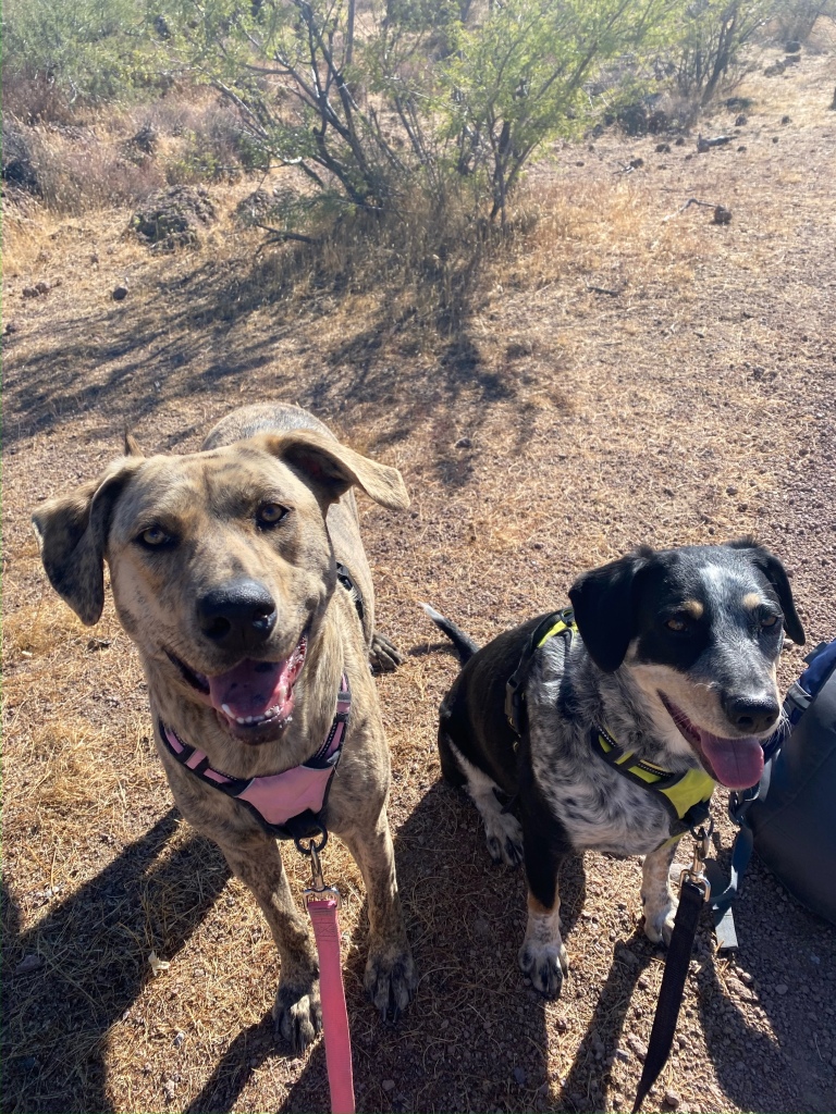 Brindle dog Clary is on the left with a massive doggo smile on her face, while tricolor heeler mix Cooper is on the right with a bit more of a tongue in cheek sort of grin. Both are sitting in a desert backdrop. 
